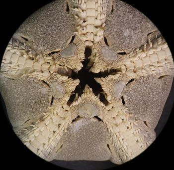 Media type: image; Invertebrate Zoology OPH-112